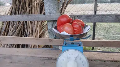 Şaşırtan Hasat: Tam 2 Kilogramlık Dev Domates Yetiştirdi