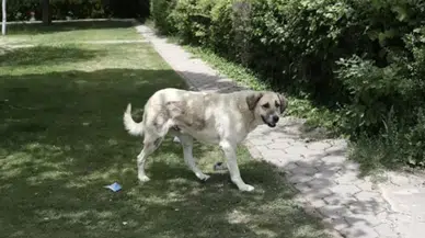 Mustafa Çiftçi: 1,5 ay sonra başıboş köpek sorunu kalmayacak