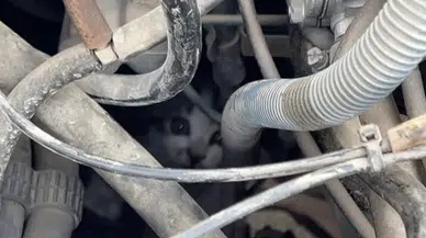Sivas’ta Motor Aksamına Sıkışan Yavru Kedi İtfaiye Ekiplerince Kurtarıldı