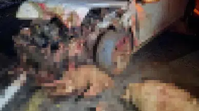 Koyun sürüsüne çarpan otomobilin sürücüsü öldü