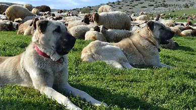 Erzincan Yaylalarında Sürülerin Güvenliği Köpeklere Emanet
