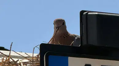 Mardinli Çiftçiden Örnek Davranış: Traktörü Kumruya Bıraktı