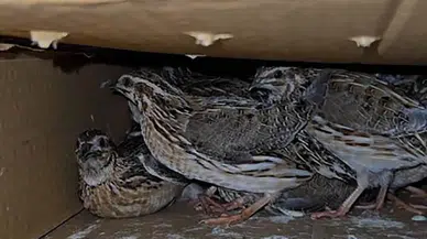 Gece Avına Ağır Darbe: 3 Kişiye 622 Bin TL Kaçak Av Cezası