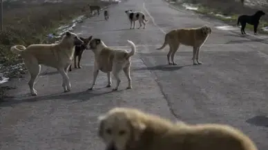 Türkiye genelindeki sokak köpeklerinin yüzde 99,9'u toplandı