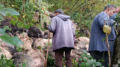 Trabzon'da Sürü Uçuruma Sürüklendi: 184 Koyun Telef Oldu