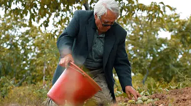 78 Yaşındaki Hüseyin Dede Kaman Cevizini Türkülerle Hasat Ediyor