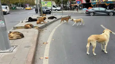 Türkiye’deki başıboş köpeklerin tamamı toplandı