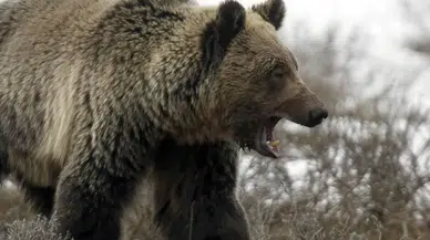 Sivas'ta Ayı Dehşeti: Evine Dönen Vatandaş Ağır Yaralandı