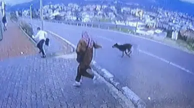 Köpek Üzerlerine Koştu! Küçük Çocuğun Kaçışı Hastanede Bitti