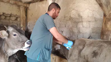 Sivas'ta 350 Bin Hayvana Şap Aşısı ve Küpeleme Hamlesi