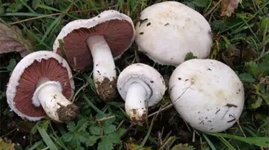 Kastamonu'da Orman Mantarı Alarmı: 30 Kişi Hastanelik Oldu