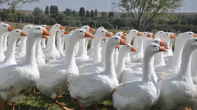 Gerçek Kars Kazı Nasıl Anlaşılır? Üreticiden Çarpıcı Uyarı