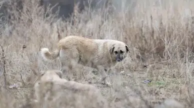 Sahipsiz Hayvan Denetim Raporu Açıklandı: 80 İlde Sokakta Hayvan Kalmadı