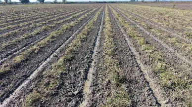 Adana'da Sağanak Hasadı Vurdu! Çiftçiler Tarlaya Giremiyor