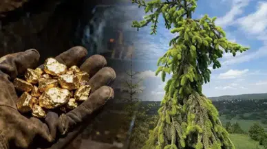 Etrafta bu ağaç varsa dikkat! Altının göstergesi olarak biliniyor...