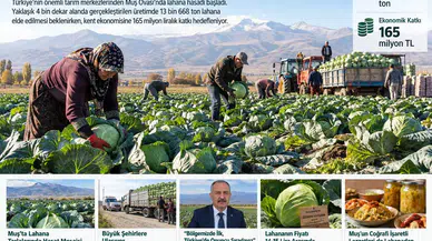 Muş Ovası’nda Lahana Hasadı Başladı: 165 Milyon TL Bekleniyor
