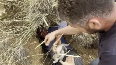 Sivas’ta Duygulandıran Olay: Kangal Yavrularına Çobanlar Sahip Çıktı
