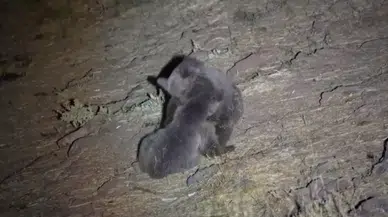 Sivas’ta Boz Ayıların Kavgası Kamerada