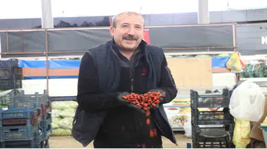 Sivas'ta Kuşburnu Hasadı Başladı: Kilosu 150 TL'ye Kadar Çıkıyor