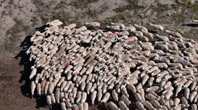 Sivas’ta Asırlık Koç Katımı Geleneği Yaşatılıyor: 9 Bin 900 Kuzu Bekleniyor