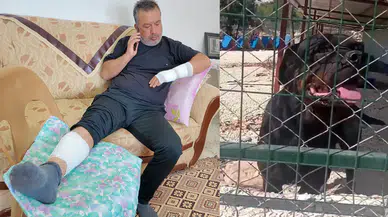 Rottweiler Faciası: Sahipli Rottweiler Sokakta Dehşet Saçtı!