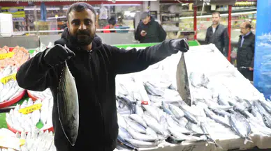 Sivas'ta Palamut Bolluğu: Akdeniz ve Ege'ye Sipariş Yağıyor