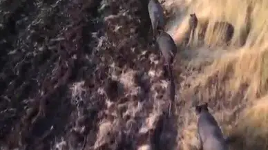 Tunceli'de Yaban Domuzu Sürüsü Çiftçileri Endişelendirdi