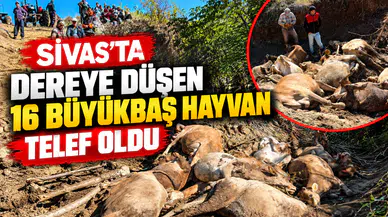 Koyulhisar’da Hayvanlar Sele Kapıldı: 16’sı Telef Oldu