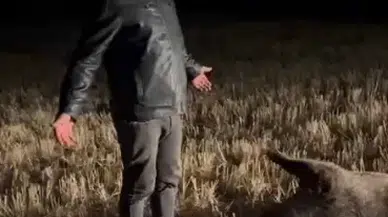 Sivas’ta Mısır Tarlasına Domuz Sürüsü Dadandı: Çiftçi Nöbet Tutuyor