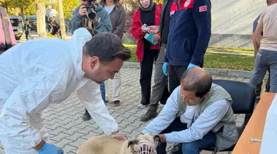 Kahramanmaraş'ta 230 Hayvana Kuduz Aşısı! 60 Hayvana Mikroçip Takıldı