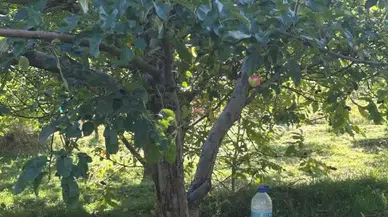 Sivas’ın Tescilli Lezzeti Ayvaniye Elmasında Hasat Devam Ediyor