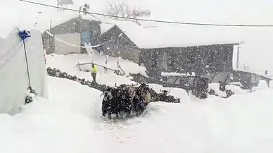 Divriği'de Kar Esareti: İnatçı Keçiler Yarım Metre Karı Deldi Geçti