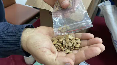 Kanserle Mücadele Eden Emekli Öğretmenden Ata Tohumu Seferberliği