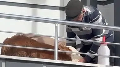 Hasta Buzağısını İyileştirmek İçin Evin Balkonuna Çıkardı!