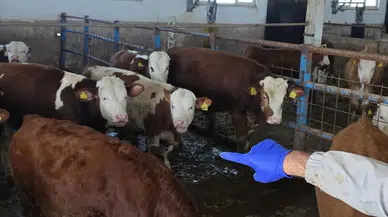 Şarkışla’da Büyükbaş Hayvanlara Aşılama ve Kimliklendirme Çalışması