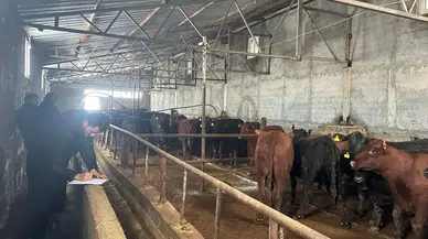 İlçeye Getirilen 58 Gebe Damızlık İthal Hayvan Kontrolden Geçirildi