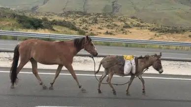 TÜİK verileri ortaya koydu: At, eşek ve katır sayısı geriliyor