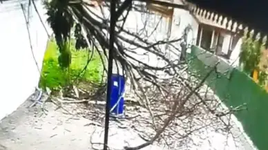 Devrilen Ağaçtan Mucize Kurtuluş: O Anlar Kamerada