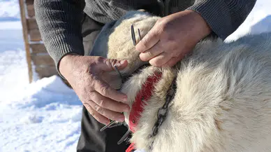 Gürün Çengeli: Çoban Köpeklerini Kurtlara Karşı Koruyan Zırh