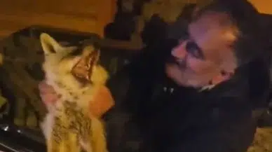 "Gel Mınışım" Diyerek Yaralı Tilkiyi Ölüme Terk Etmedi: İşte O Anlar