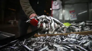 Sivas’ta Balık Tercihi Değişti: Hamsi Yerini İstavrite Bıraktı