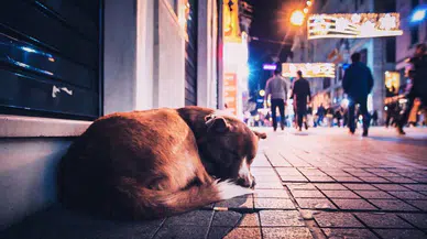 Kayseri'de bir şahıs çok yediği için köpeğini asarak öldürdü