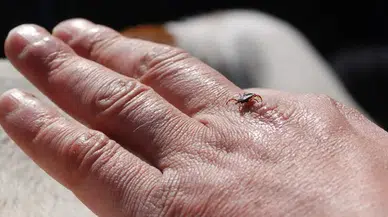 Sivas’ta Bu Sene Keneden Kimse Ölmesin! Hangi Önlemler Alınmalı, Sivas’ta kene En Çok Nerelerde Görülüyor?