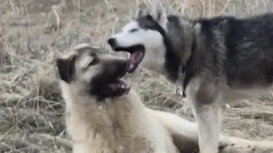 İnanılmaz Dostluk: Kangal ve Sibirya Kurdu Sosyal Medyada