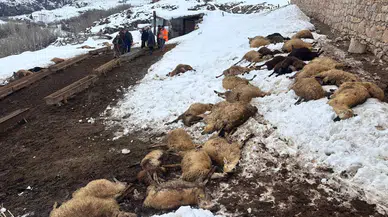 Koyunlar Yemi Yediği An Yere Yığıldı: 80 Hayvan Öldü!