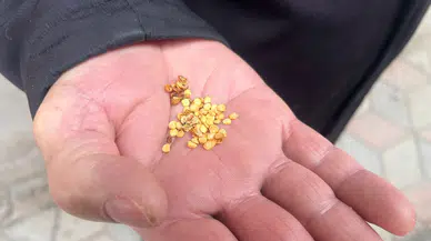 Yarım Asırlık Gelenek: Göçle Gelen Sarı Dolma Biberi