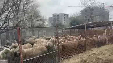 Dilovası’nda Ahır Yangını Faciası: Yüzlerce Hayvan Telef Oldu