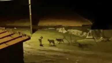 Tutluca Köyünde Gece Yarısı Kurt Paniği: O Anlar Kamerada