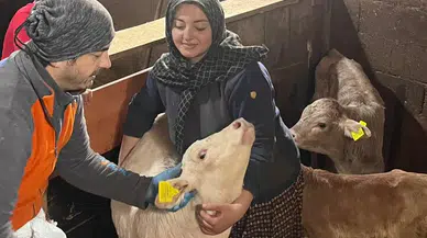 Sivas Zara’da Şap Aşılama ve Hayvan Kimliklendirme Çalışmaları Sürüyor