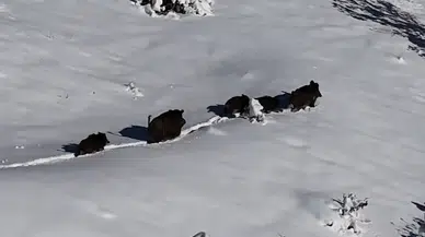 Aç Kalan Domuz Sürüsü Yerleşim Yerlerine Kadar İndi!